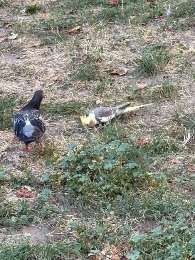 Osiedle w Katowicach ściga papużkę, ale ta się nie daje!