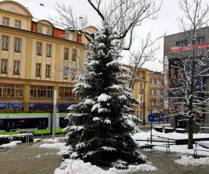 Przed ratuszem pojawiło się już świąteczne drzewko