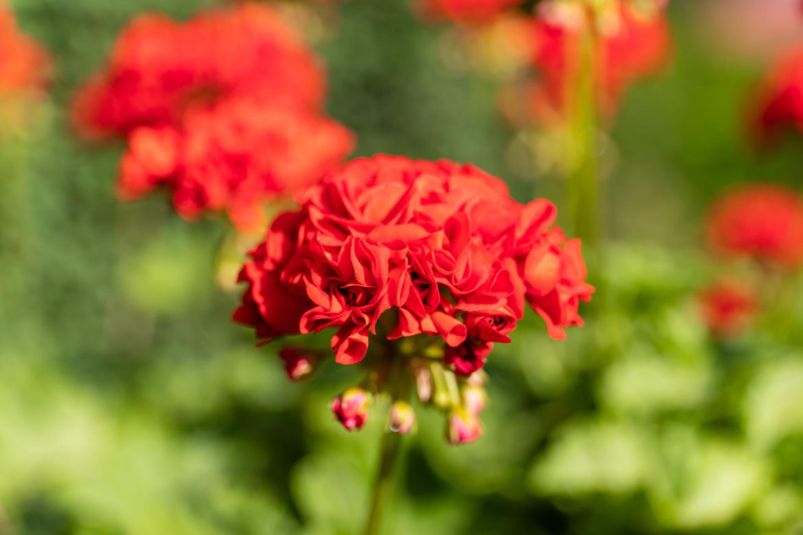 Pelargonia Calliope