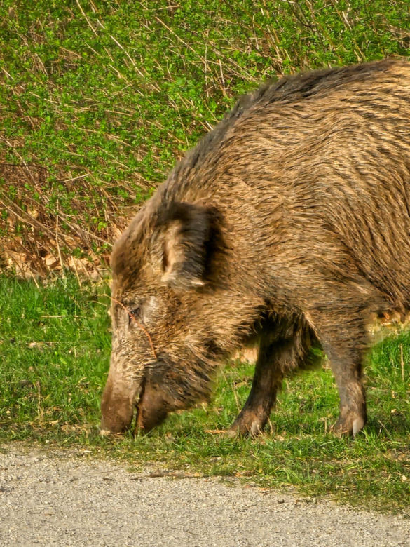 Rodzina dzików na spacerze we Wrocławiu. "Partyna i jej dzieciaki pozowały do zdjęć" 