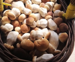Król starachowickich lasów Samotny Wilk