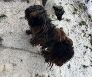 9 psów na terenie oczyszczalni. Interwencja, oskarżenia, śledztwo