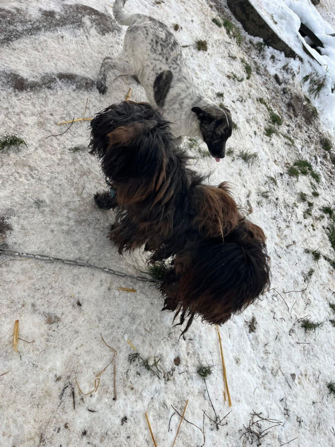 9 psów na terenie oczyszczalni. Interwencja, oskarżenia, śledztwo