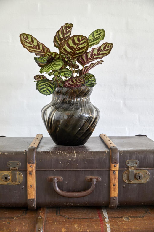 Kalatea Makoya (Calathea makoyana)