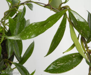 Hoja