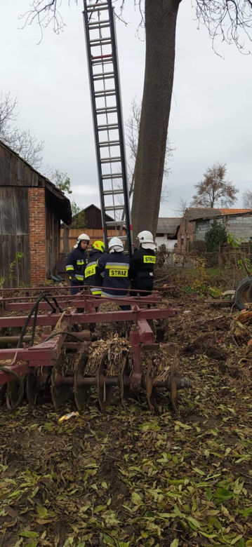 Czarny kot ugrzązł na drzewie w piątek 13