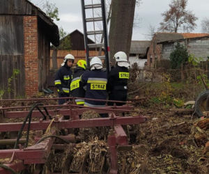 Czarny kot ugrzązł na drzewie w piątek 13