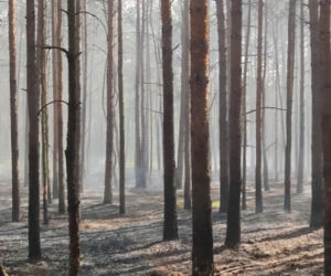 Walczyli z pożarem dwa dni! W akcji gaśniczej strażakom pomagali mieszkańcy!