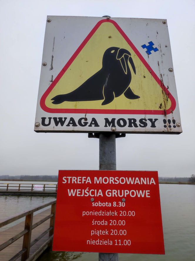 Mazowieckie Morsy otworzyły sezon morsowania 2025/2026 nad zalewem w Siedlcach