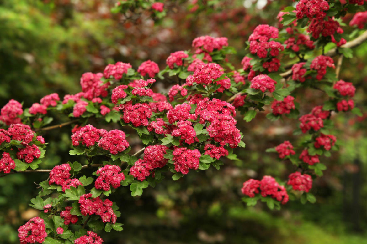 Głóg pośredni 'Paul's Scarlet'
