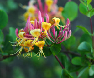 Najlepsze pnącza do ogrodu. Rosną szybko i nie niszczą elewacji