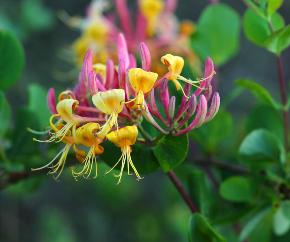 Najlepsze pnącza do ogrodu. Rosną szybko i nie niszczą elewacji