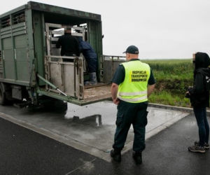 Za dużo zwierząt w jednym transporcie