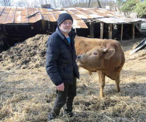 Rolnik z Podlasia bronił swojego bydła. Gdyby nie brat, to by mnie tam zatłukli