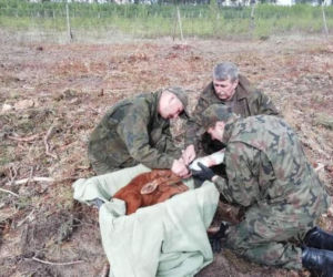 Leśnicy uratowali kilkudniowego łosia. Maleństwo straciło mamę