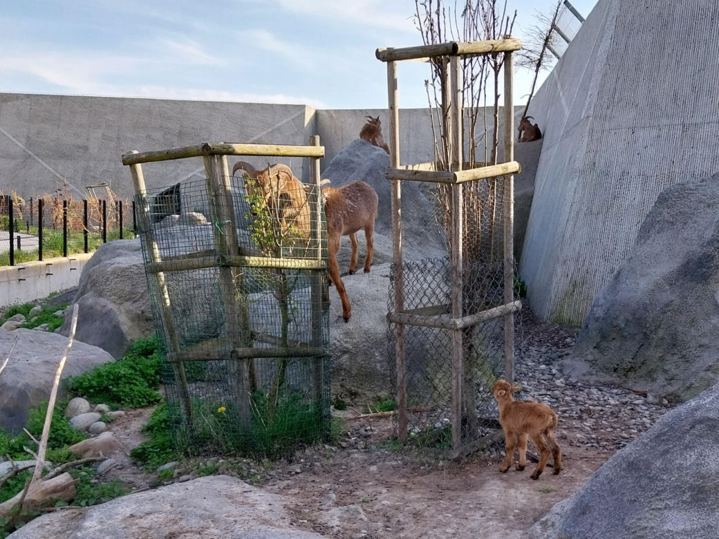 Wiosenny spacer w zamojskim zoo