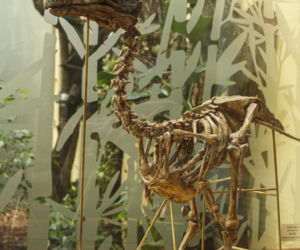 Zabytkowa ptaszarnia we wrocławskim zoo odzyskała dawny blask