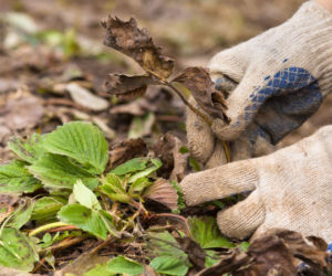 Wiosenna pielęgnacja truskawek
