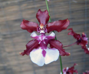 Ten storczyk pachnie, jak czekolada! Zniewala nie tylko wyglądem, ale i zapachem