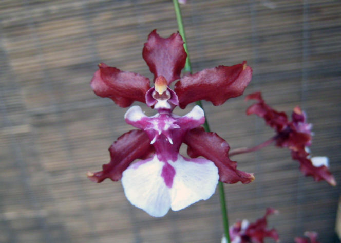 Ten storczyk pachnie, jak czekolada! Zniewala nie tylko wyglądem, ale i zapachem