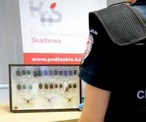 Owady na granicy. Rosjanin chciał wwieźć do Polski spreparowane chrząszcze i motyle