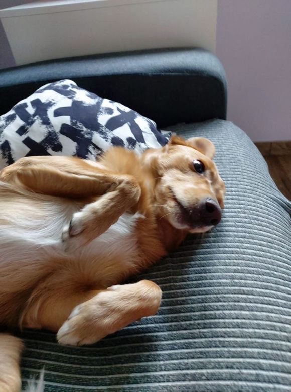 Pies na kwarantannie. Część trzecia