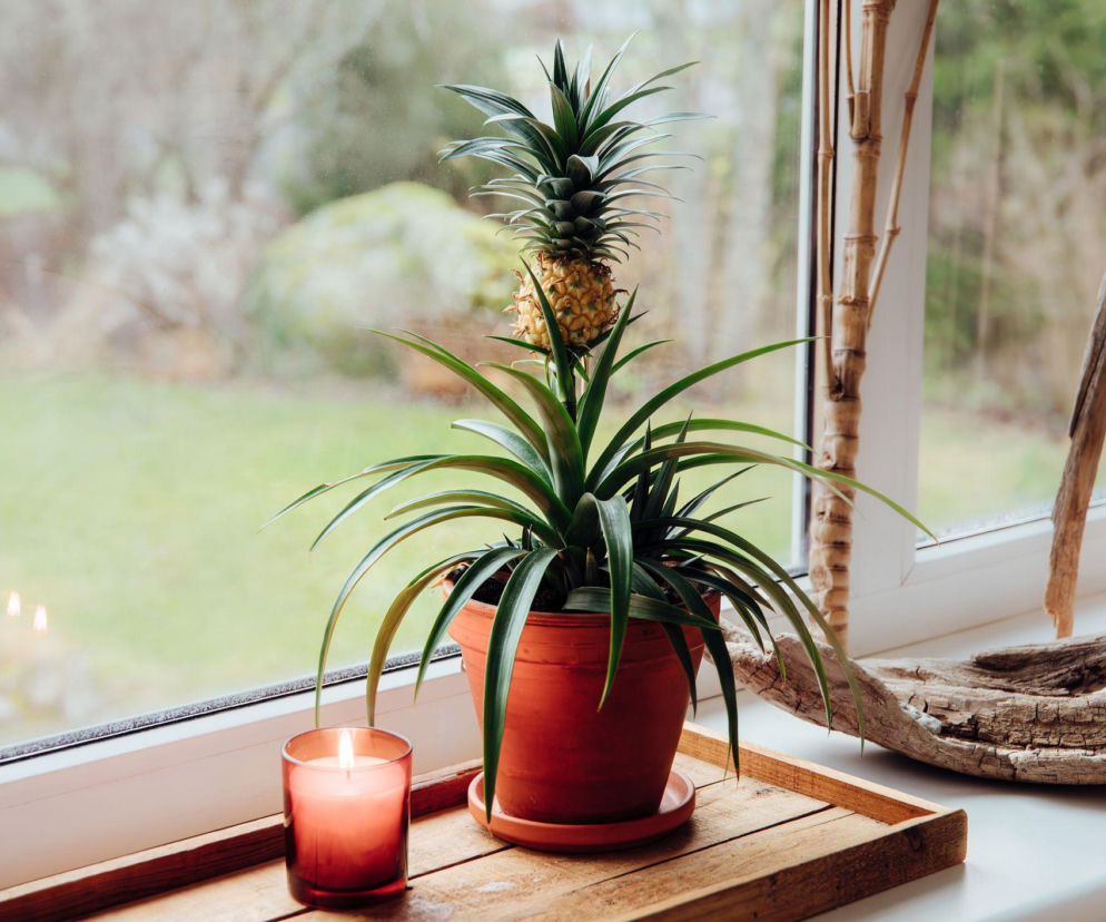 Dlaczego ananas uprawiany w doniczce nie chce zakwitnąć?