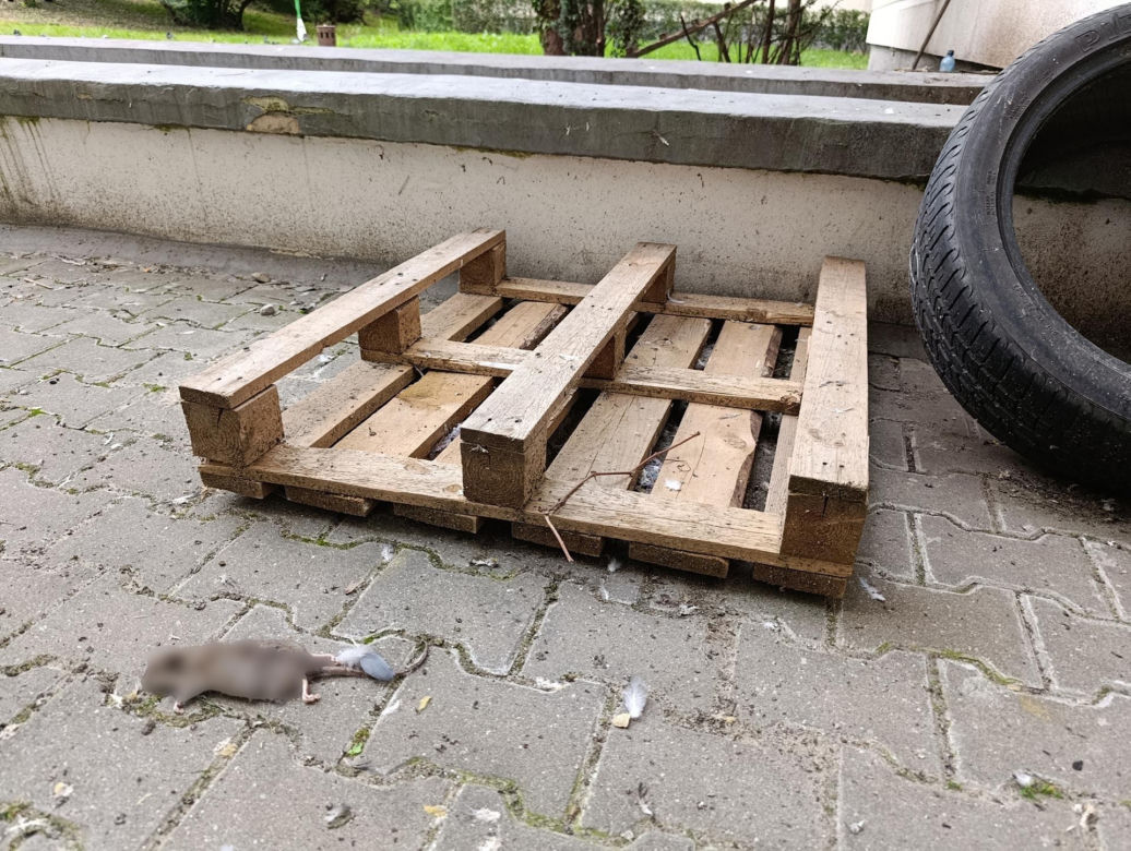  Żyją w symbiozie z gołębiami i kotami. Agresywne gryzonie opanowały blok w Warszawie