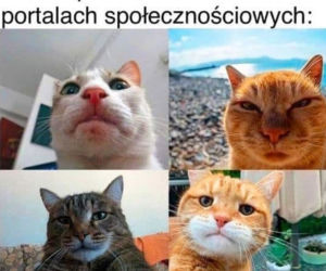Dzień Kota 2021. Rasowe, dachowce, małe i duże. Dziś KOTY mają swoje święto [MEMY]