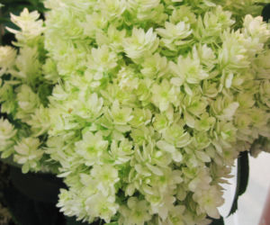 Hortensja drzewiasta 'Hayes Starburst' 