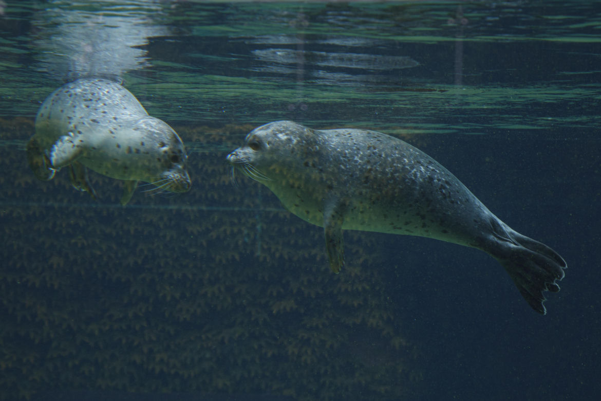 We wrocławskim zoo urodziły się dwie foki pospolite