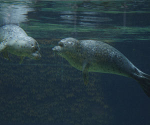 We wrocławskim zoo urodziły się dwie foki pospolite