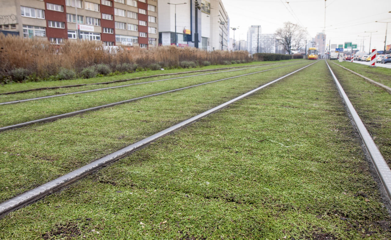 Tramwajarze zazielenili torowiska w centrum 