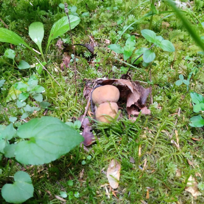 Wysyp grzybów w woj. lubelskim! Pani Monika chwali się niesamowitymi zbiorami!