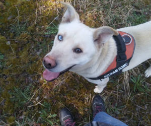 NIKT NIE CHCE PRZYGARNĄĆ PSA Z HETEROCHROMIĄ