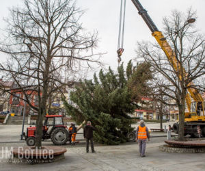 Gorlice: Na rynku już stoi choinka. Jest piękna. MUSISZ ją zobaczyć