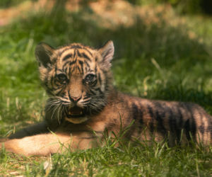 Zoo Wrocław. Niesamowite narodziny! To jeden z najrzadszych tygrysów świata