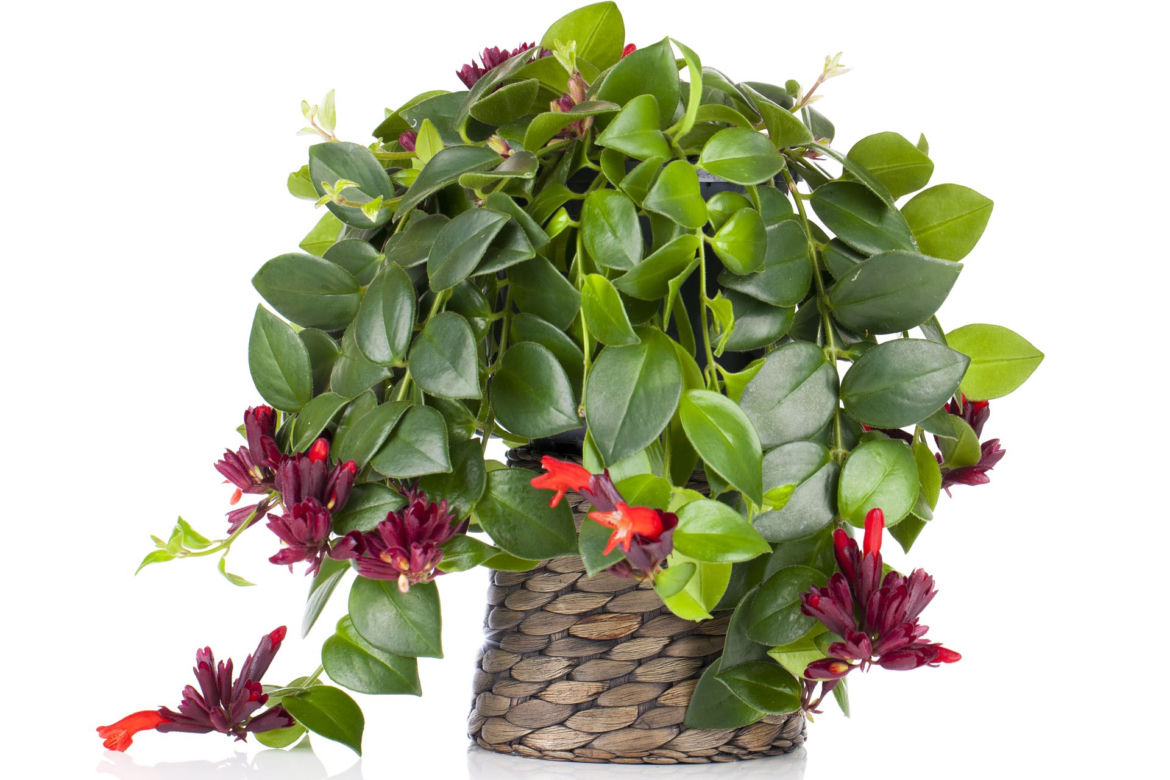 Eszynantus (Aeschynanthus)