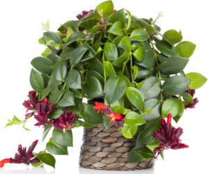 Eszynantus (Aeschynanthus)