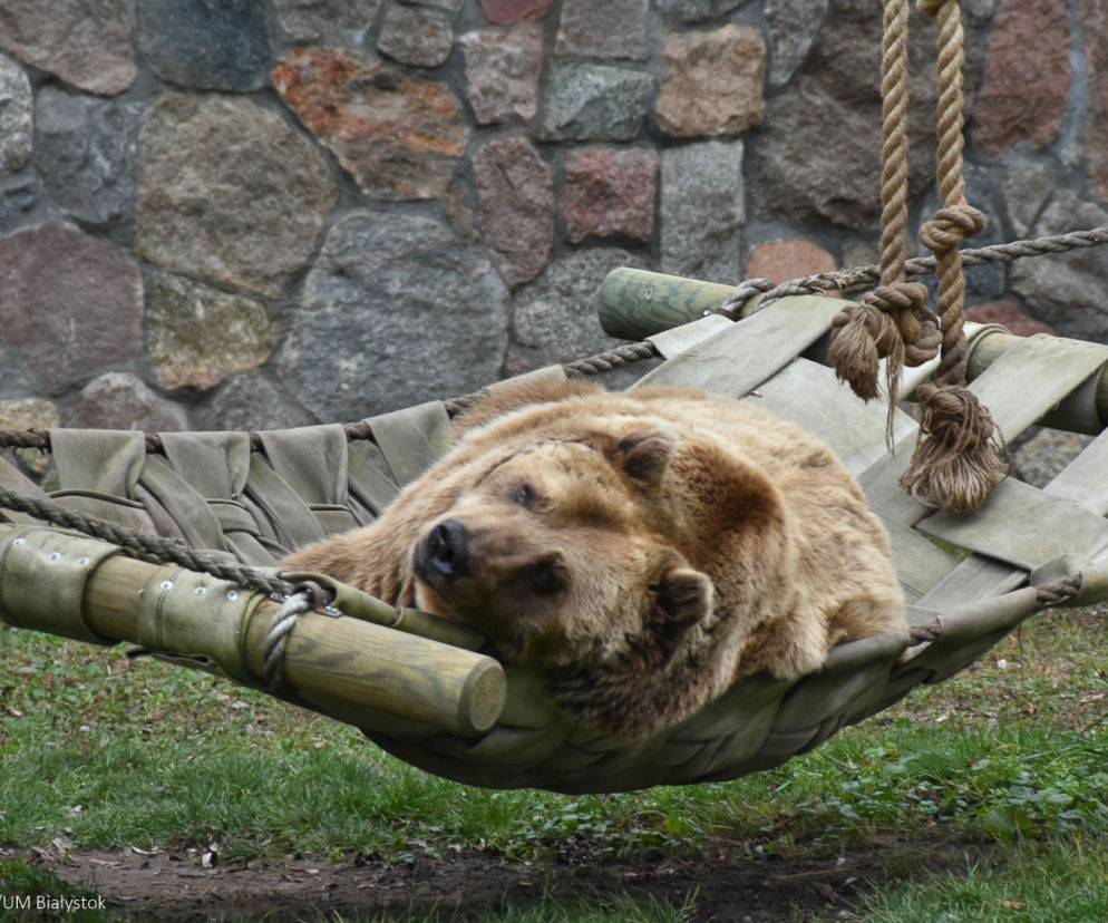 Niedźwiedź w białostockim Akcent ZOO