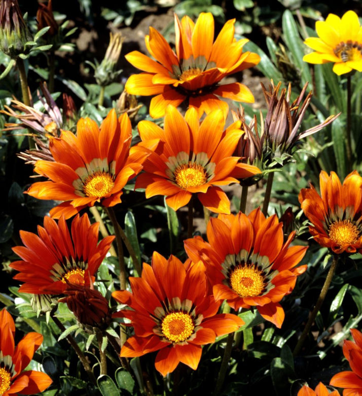 Gazania