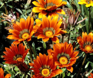Gazania