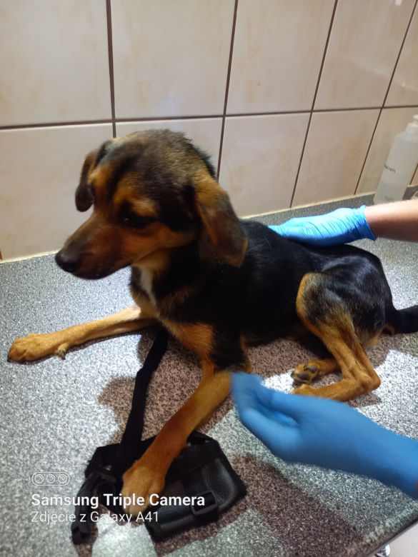 Inspektorzy OTOZ Animals w Bielsku-Białej odebrali osiem skrajnie zaniedbanych psów