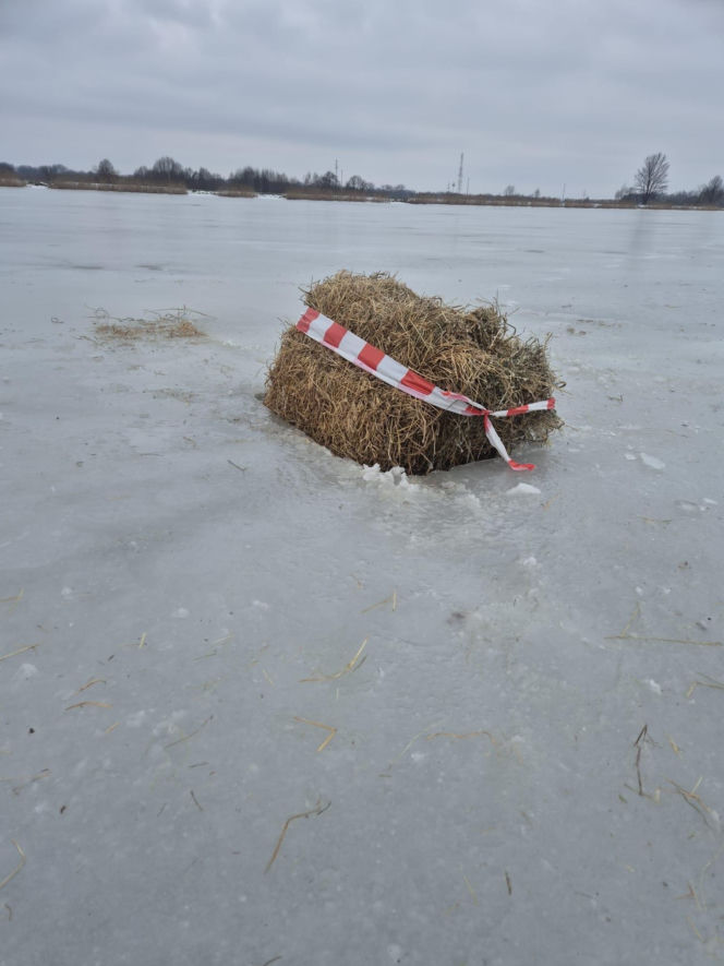 Wycinanie przerębli na zalewie siedleckim 2026