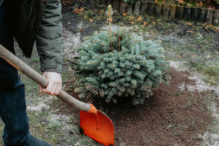Czy świerk w donicy, który był świąteczną choinką, można posadzić w ogrodzie?