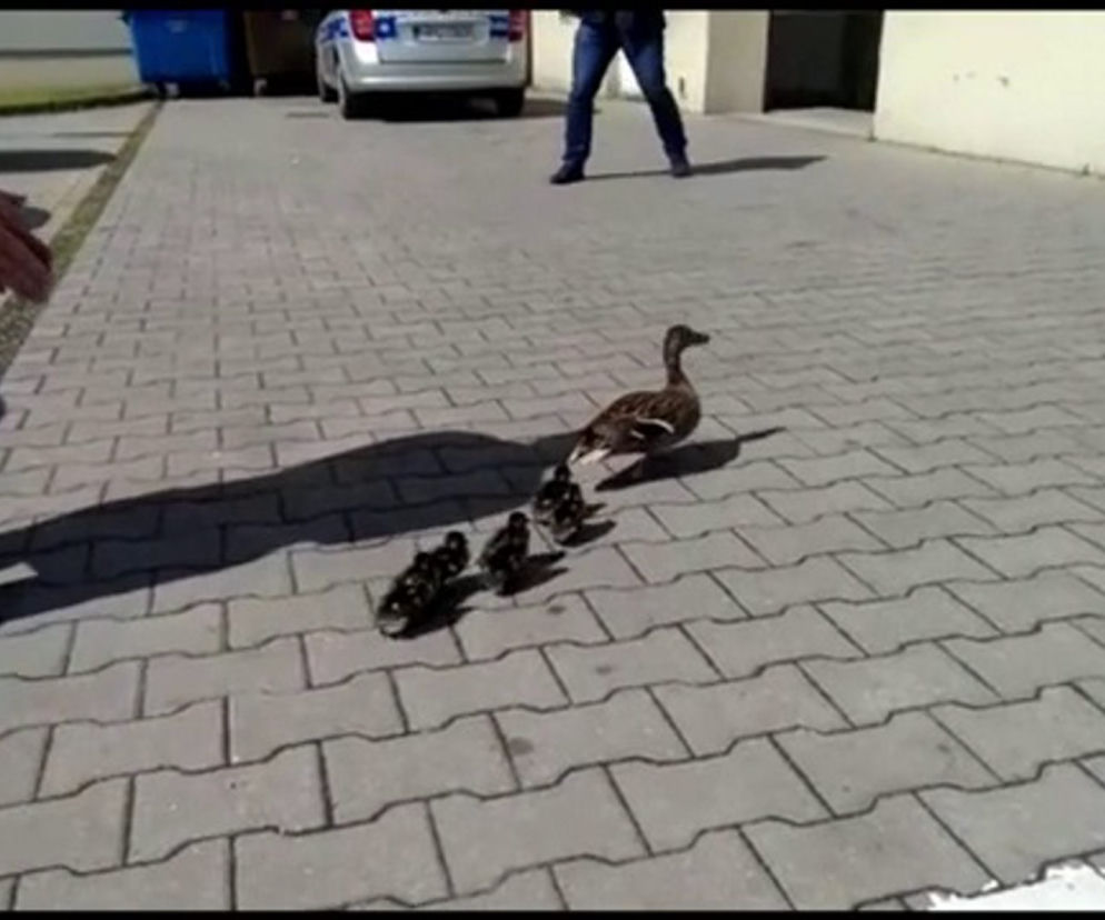 Aresztowali kaczki