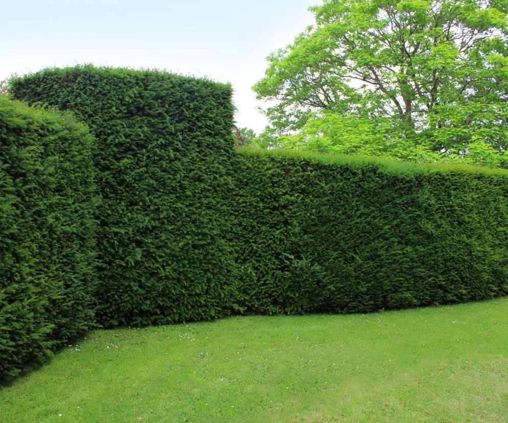 Żywopłoty formowane nadal modne! Jak założyć i pielęgnować?
