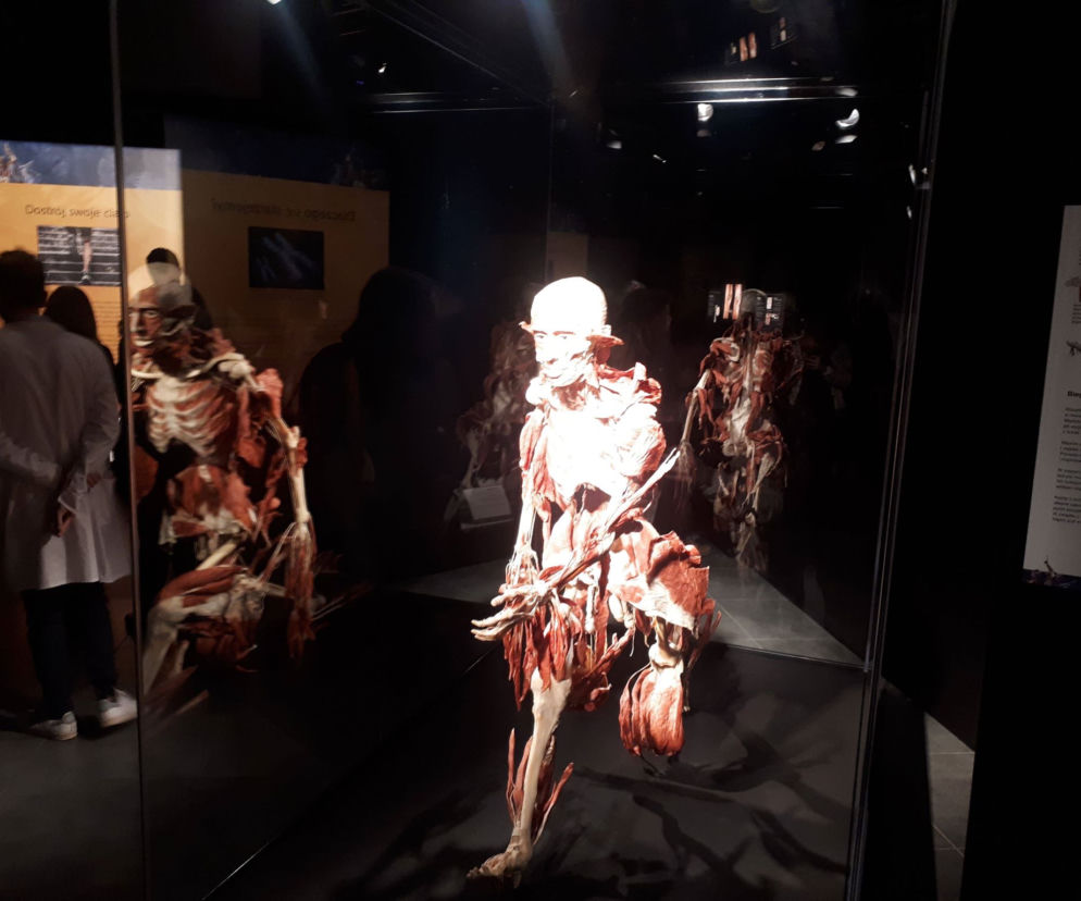 Na wystawie Body Worlds można zobaczyć jak funkcjonuje ludzkie ciało