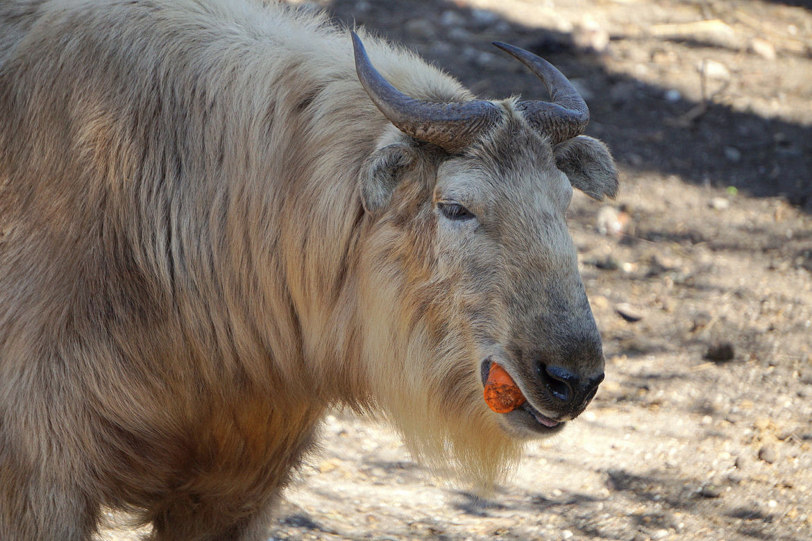 We wrocławskim zoo urodził się drugi w Polsce takin złoty