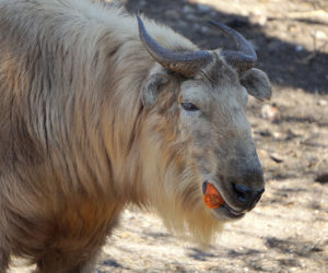 We wrocławskim zoo urodził się drugi w Polsce takin złoty